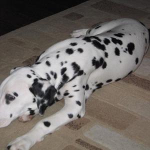 dalmatien