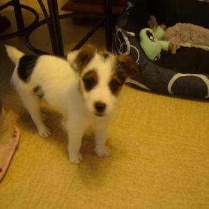 jack russel et parson russel