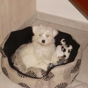 bichon maltais