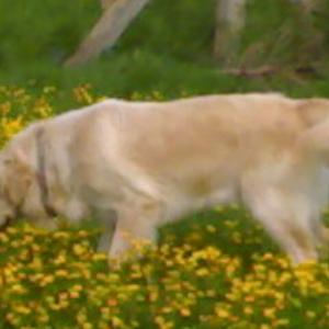 golden retriever