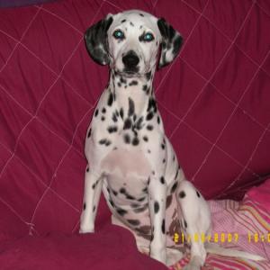 dalmatien