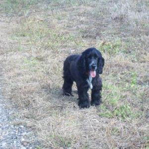 cocker anglais (spaniel)