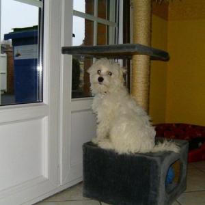 Bichon maltais