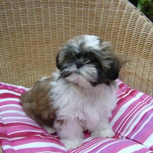 shih tzu