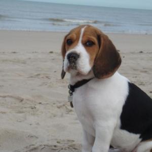 Beagle