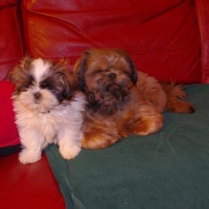 shih tzu