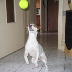 jack russel et parson russel