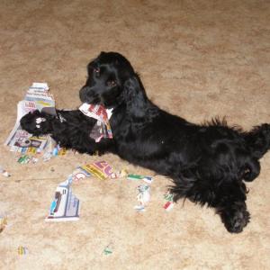 cocker anglais (spaniel)