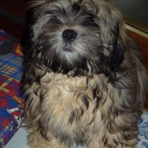 lhassa apso