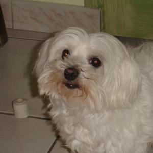 bichon maltais