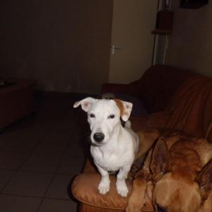 jack russel et parson russel