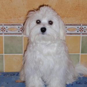 bichon maltais