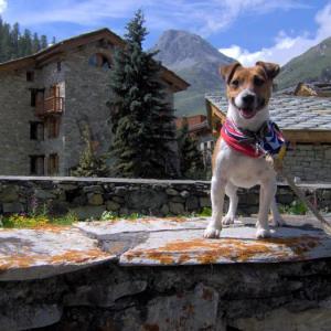 jack russel et parson russel