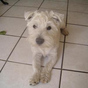 west-highland white terrier (westie)