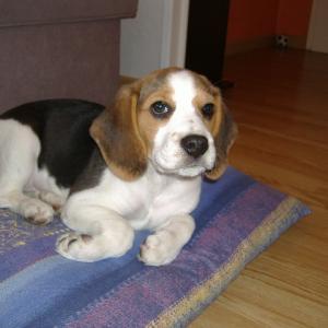 beagle