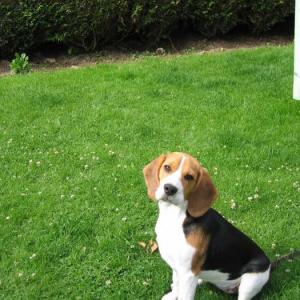 beagle