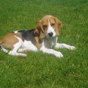 beagle