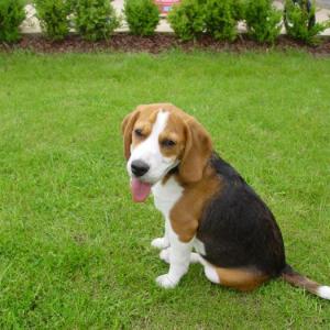 beagle