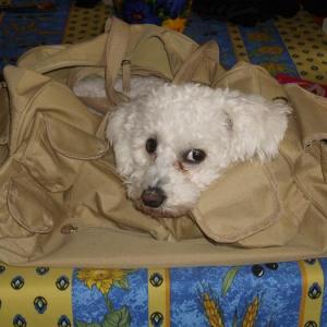 bichon frisé