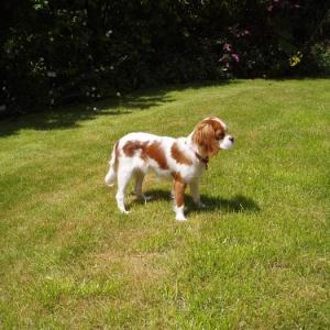 cavalier king charles