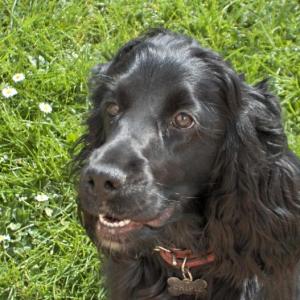 cocker anglais (spaniel)