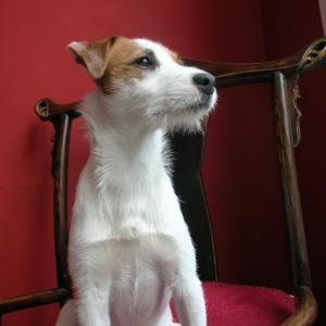 jack russel et parson russel