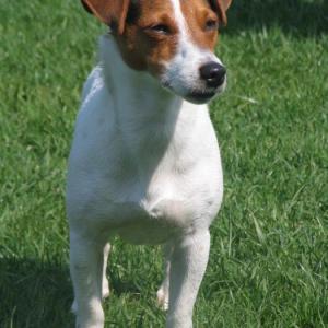 jack russel et parson russel