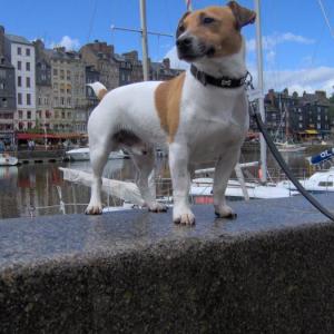 jack russel et parson russel