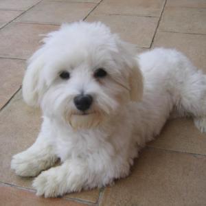 bichon maltais