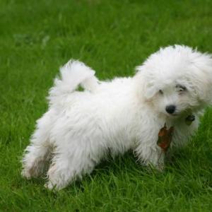 bichon frisé