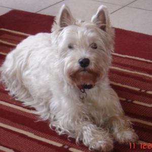 west-highland white terrier (westie)