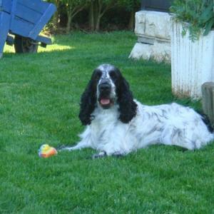 cocker anglais (spaniel)