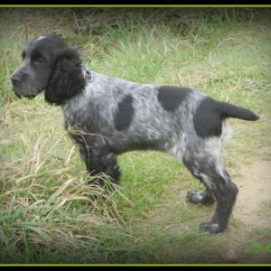 cocker anglais (spaniel)