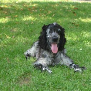 cocker anglais (spaniel)