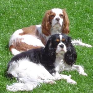 cavalier king charles