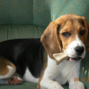 beagle