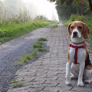 Beagle