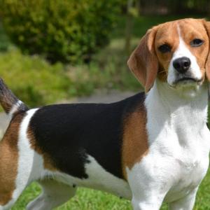 Beagle