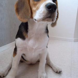 Beagle