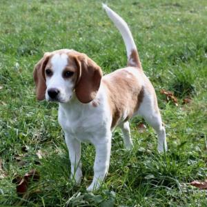 Beagle