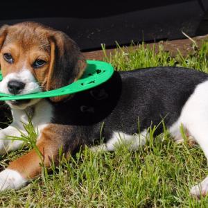 Beagle