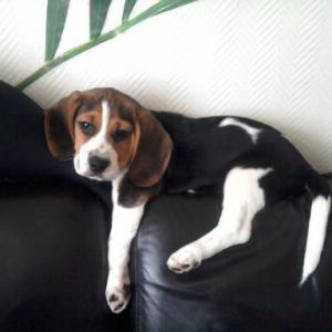 Beagle