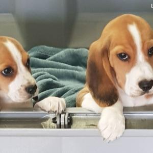 Beagle