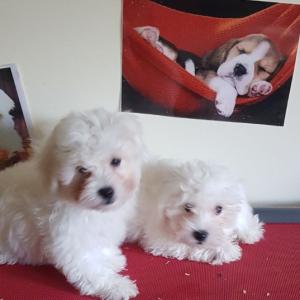 Bichon Maltais