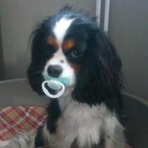 Cavalier king charles