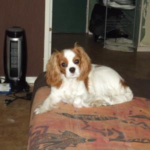 Cavalier king charles