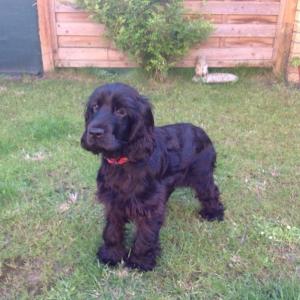 Cocker Anglais (spaniel)