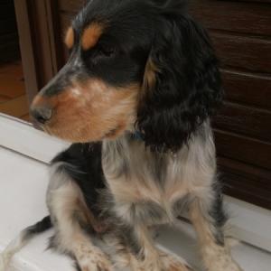 Cocker Anglais (spaniel)