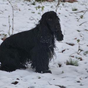 Cocker Anglais (spaniel)