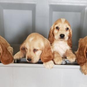 Cocker Anglais (spaniel)